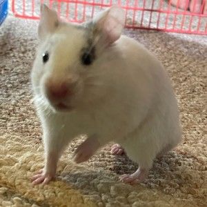 Meet your Posher, Austin